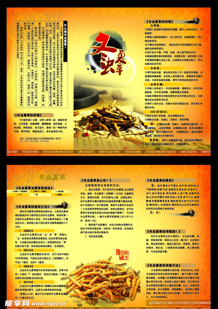 冬虫夏草三折页