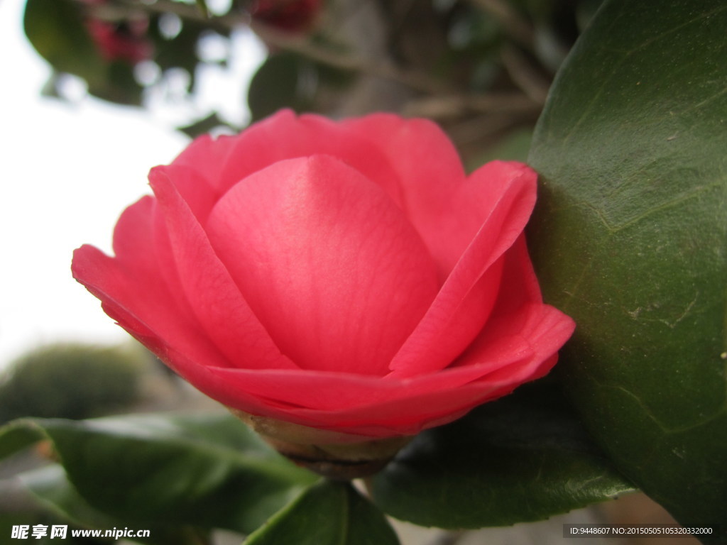 茶花微距特写图片