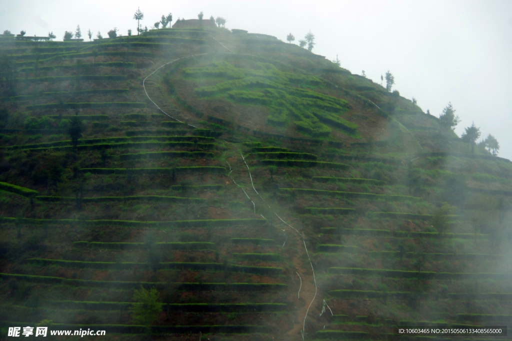 茶 清凉山云雾茶