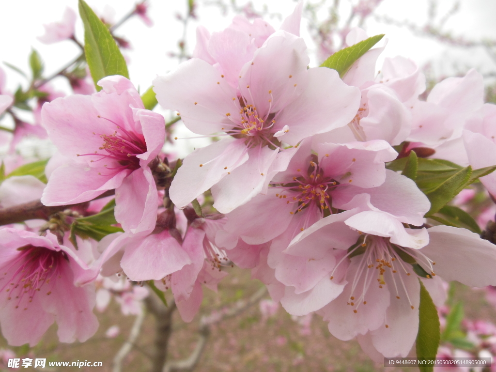 粉色桃花