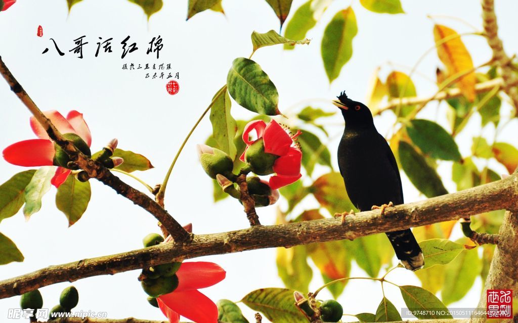 八哥话红棉