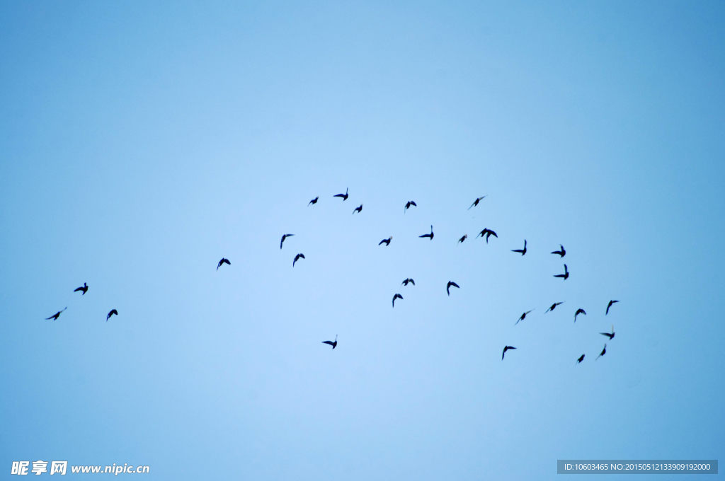 蓝天飞鸟群雄逐鹿