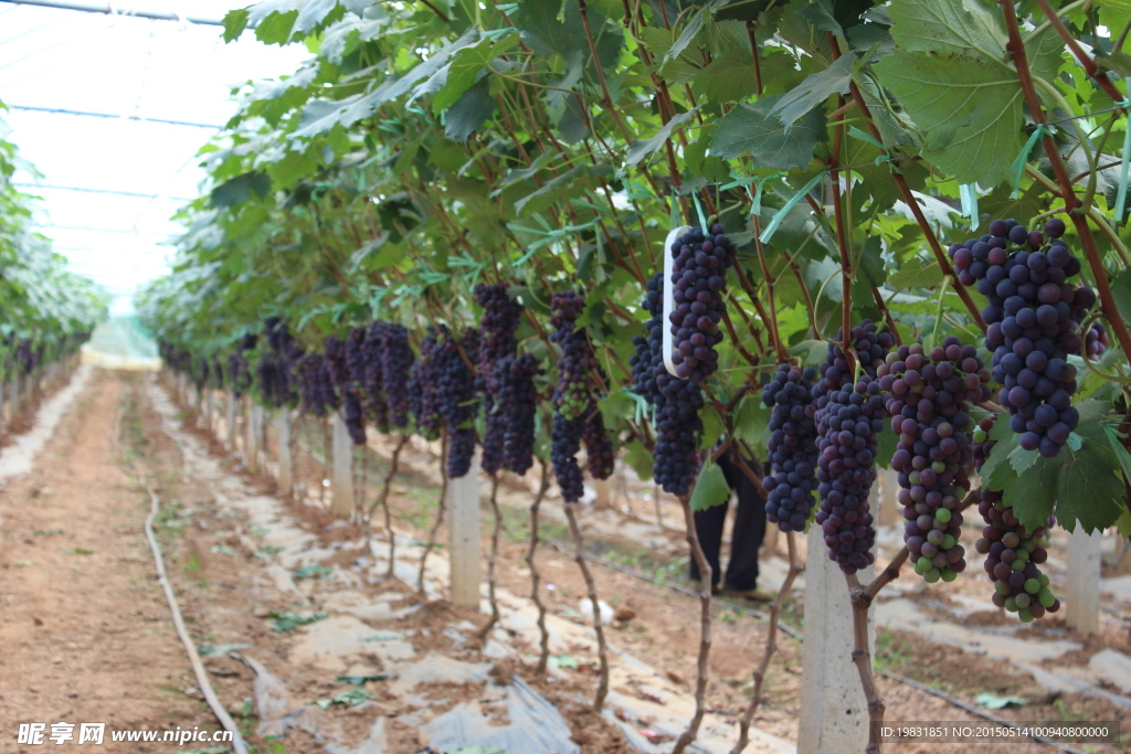 葡萄