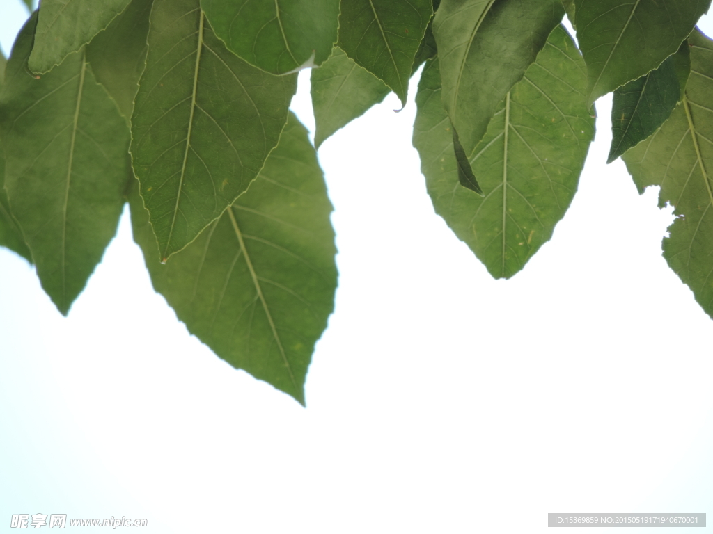 树叶