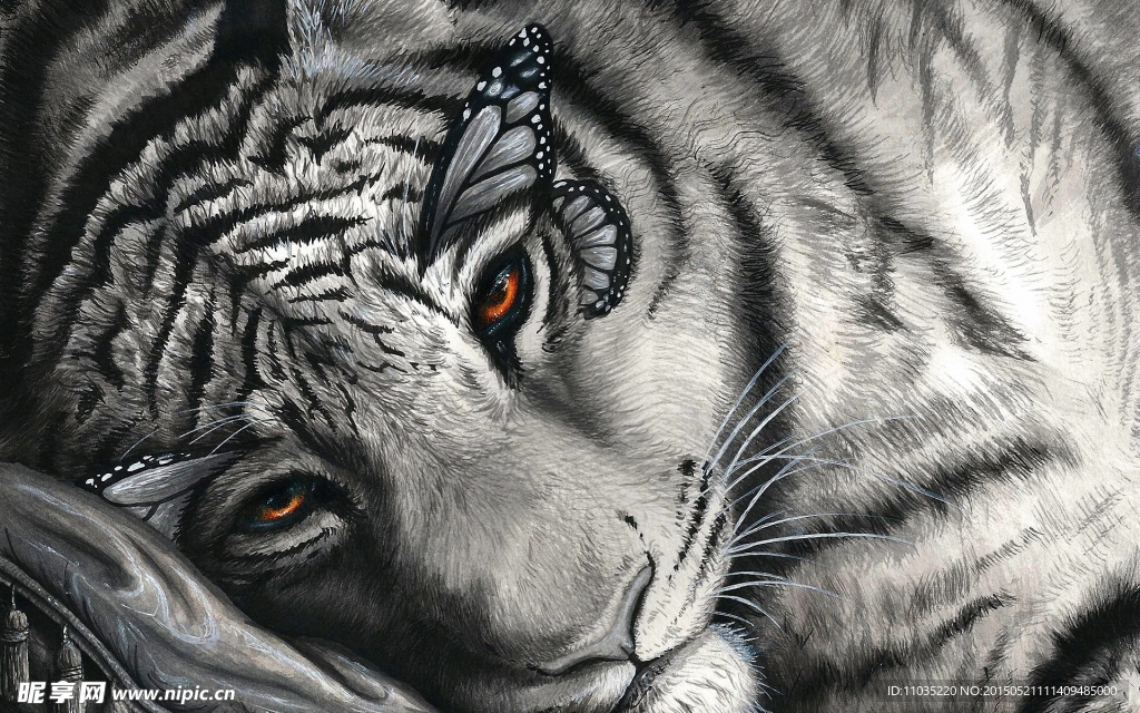 老虎 白虎 虎纹 东北虎 华南