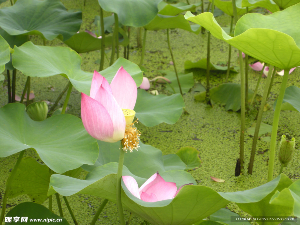荷塘 荷叶 荷花瓣
