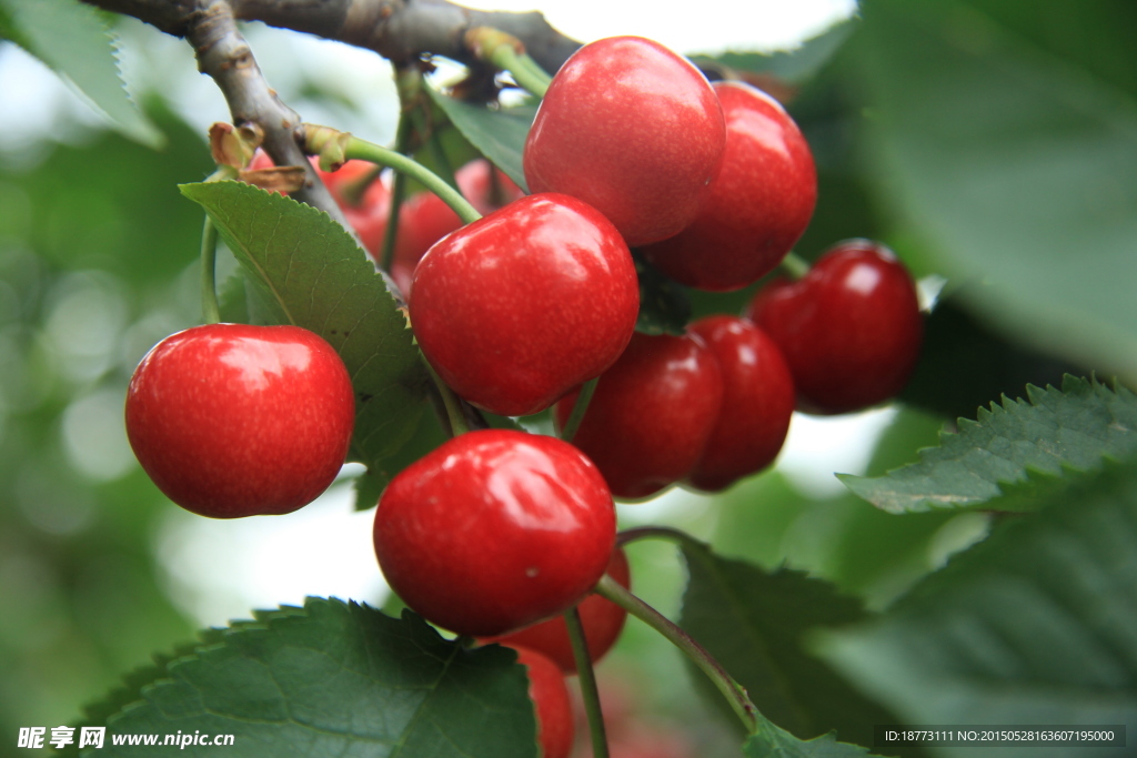 红樱桃