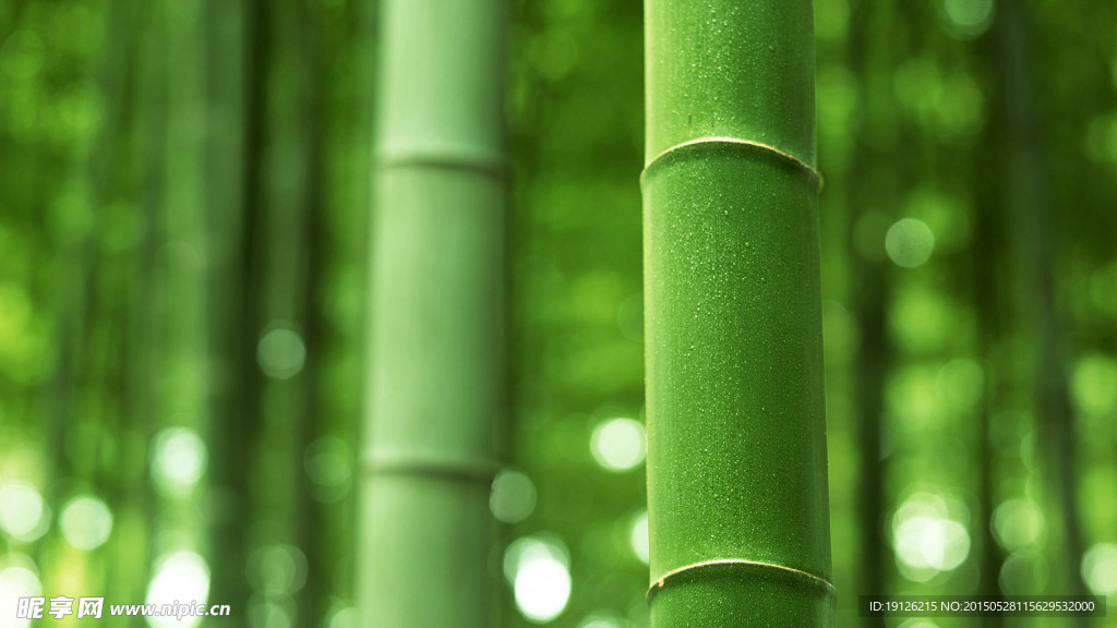 竹子