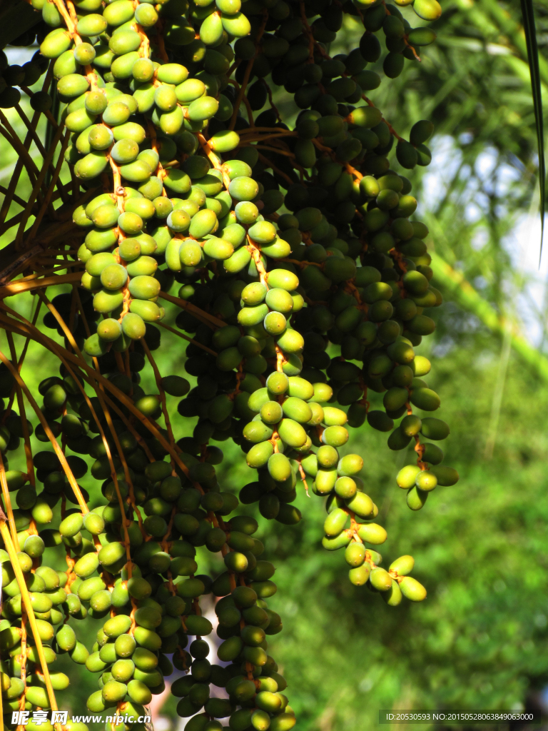 未成熟的椰枣