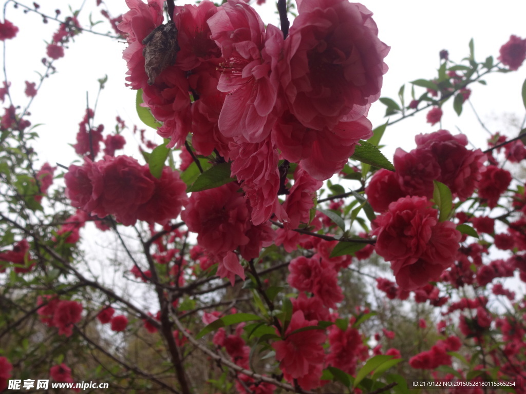 桃花 盛开 花开 美景 红色花 花卉 树枝