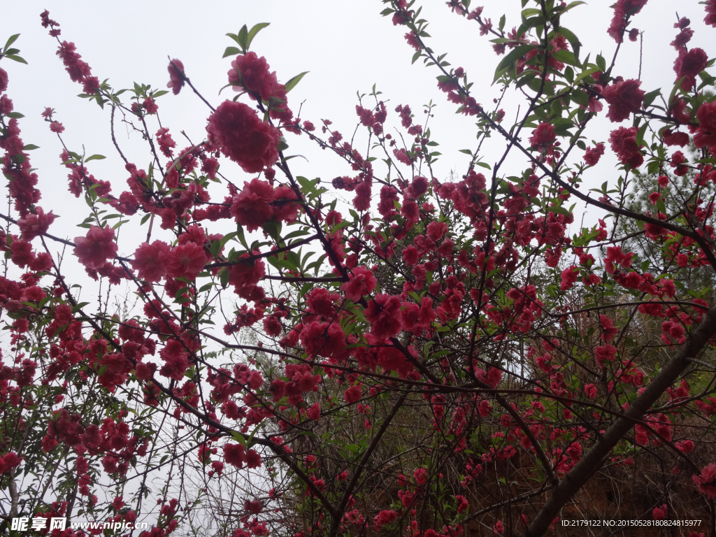 桃花 盛开 花开 美景 红色花 花卉 树枝
