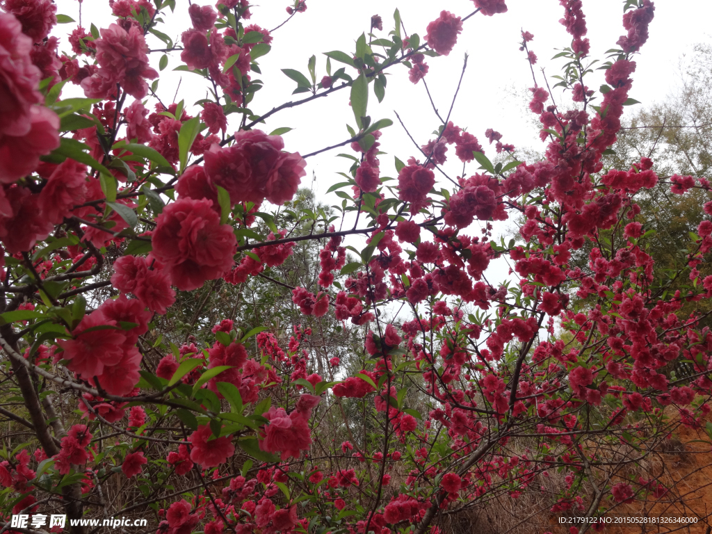 桃花 盛开 花开 美景 红色花 花卉 树枝
