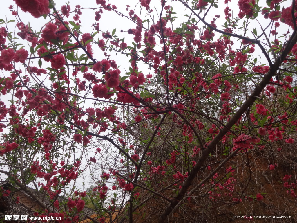 桃花 盛开 花开 美景 红色花 花卉 树枝