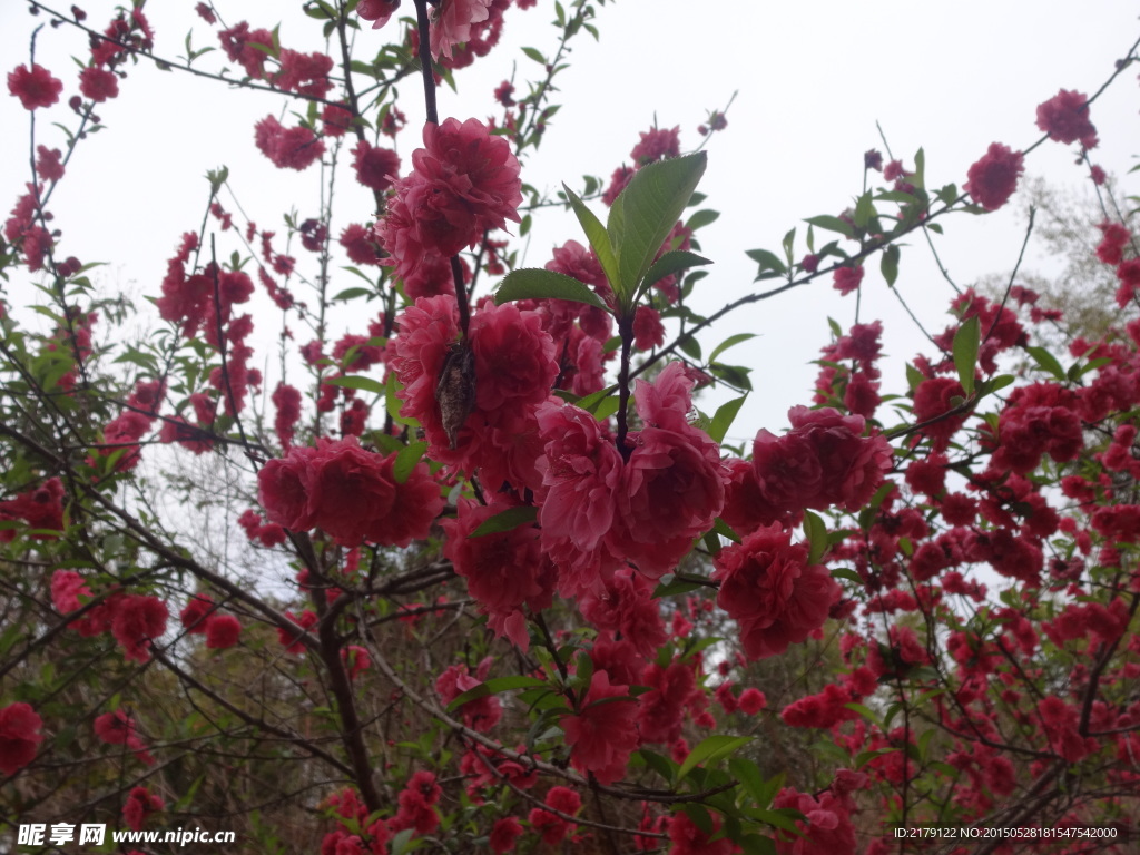 桃花 盛开 花开 美景 红色花 花卉 树枝