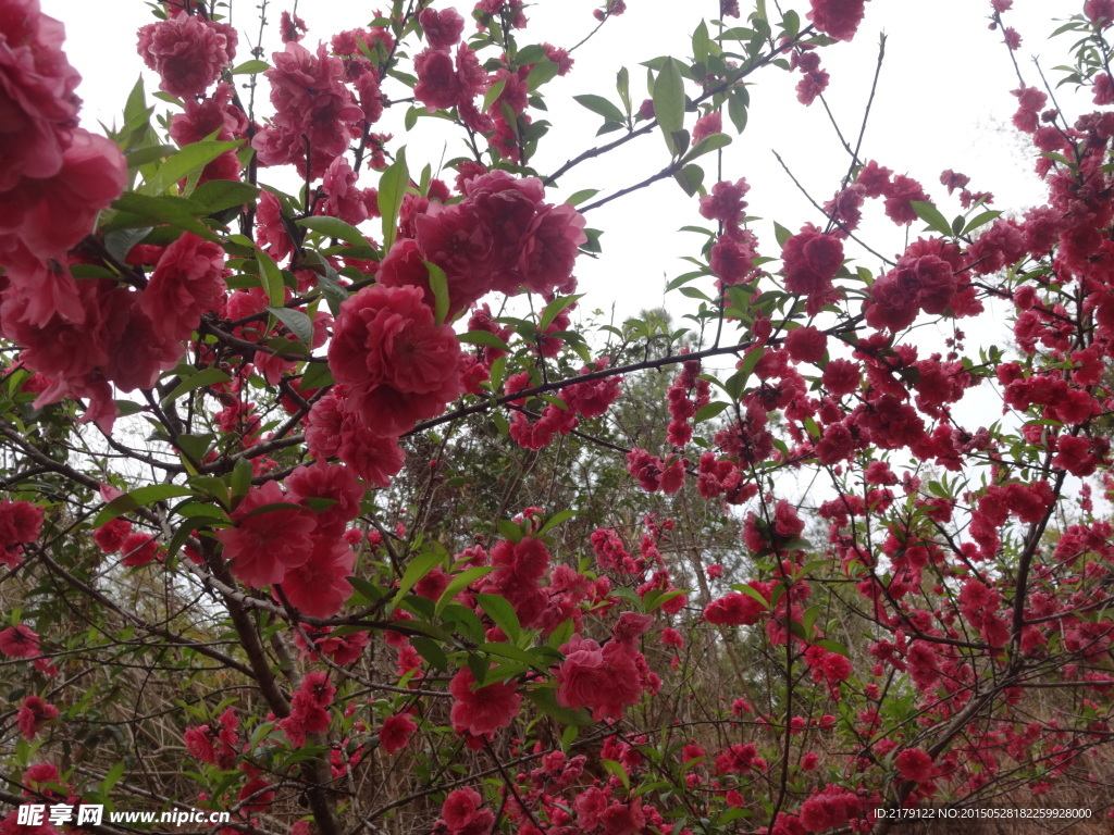 桃花 盛开 花开 美景 红色花 花卉 树枝