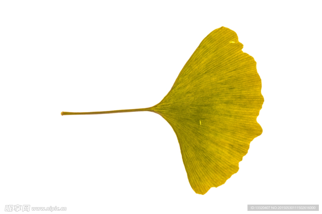 银杏叶
