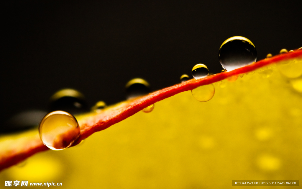 雨后清新花卉露珠