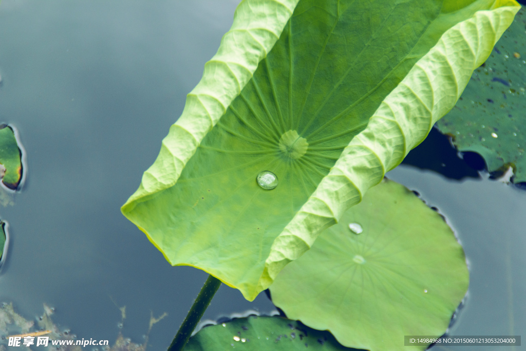 水珠荷叶