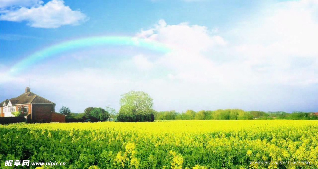 油菜花年会背景