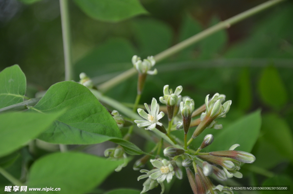 北美肥皂荚树花