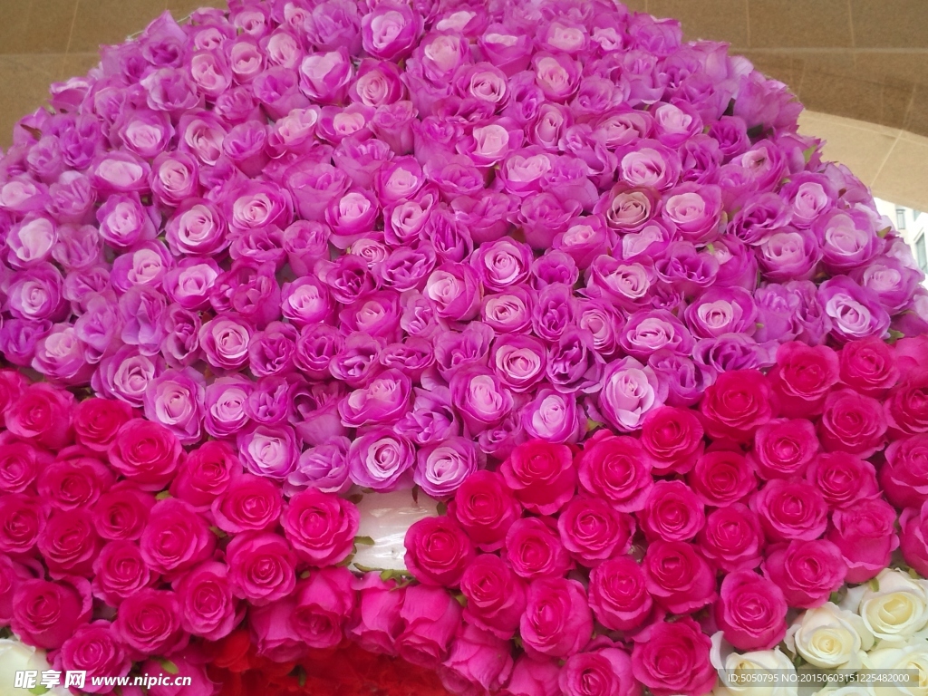 玫瑰心背景 玫瑰 玫瑰背景 玫