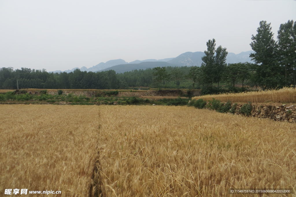 登封麦田景色