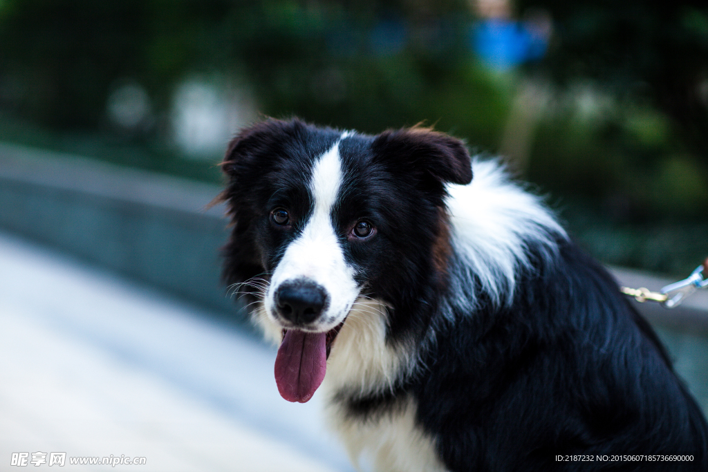 边牧 边境牧羊犬 牧羊犬 牧羊