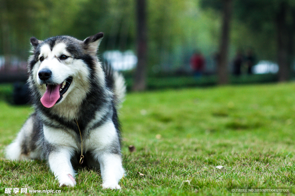 阿拉斯加 雪橇犬