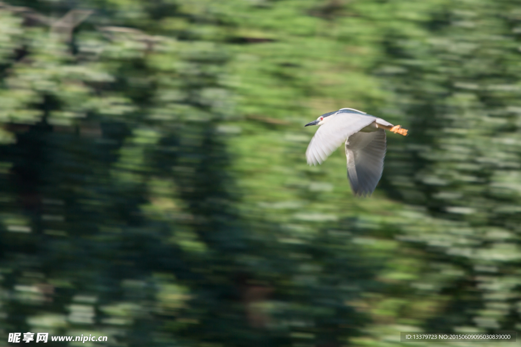 飞行的夜鹭