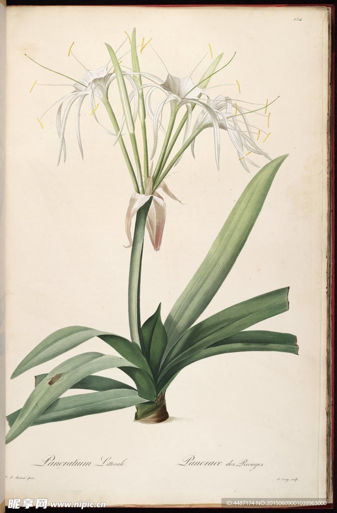 兰花 雷杜德手绘花卉插画