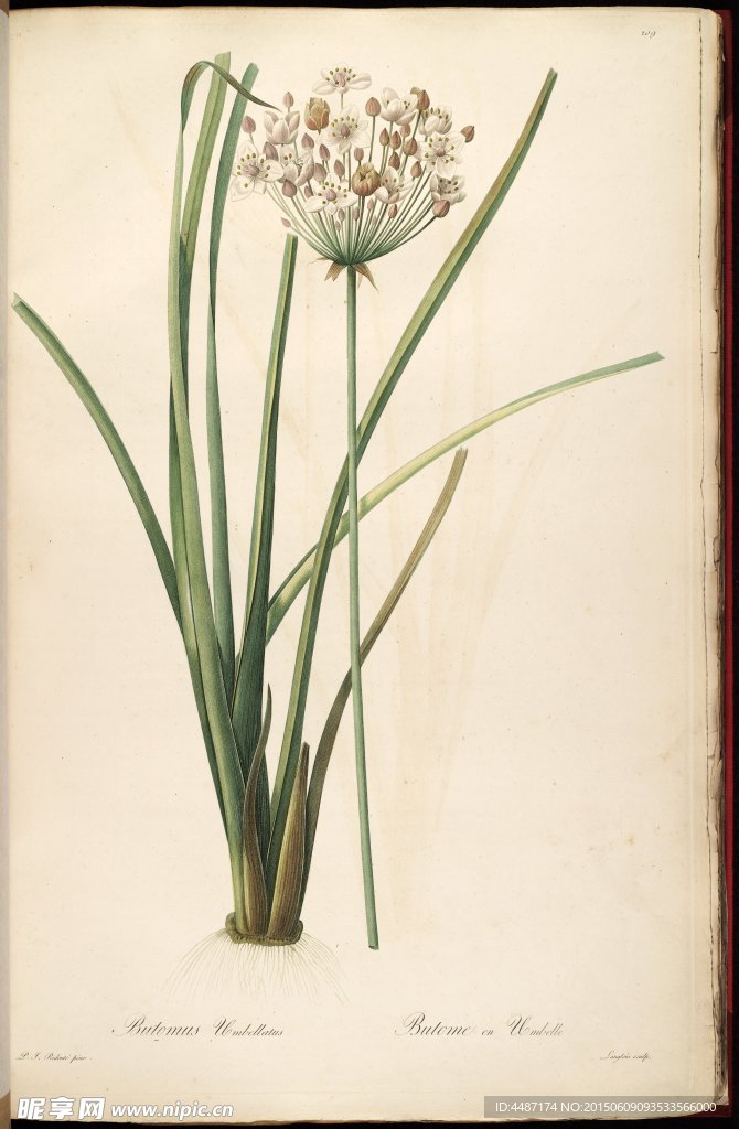 兰花 雷杜德手绘花卉插画