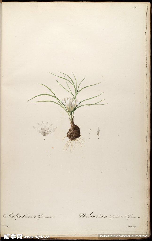 兰花 雷杜德手绘花卉插画