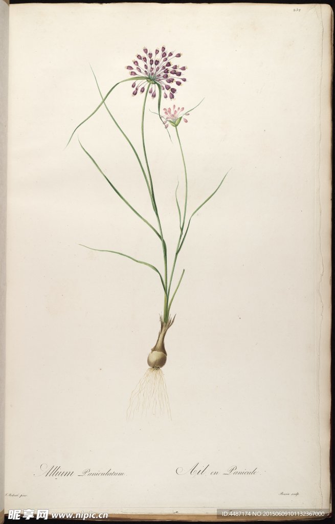 兰花 雷杜德手绘花卉插画