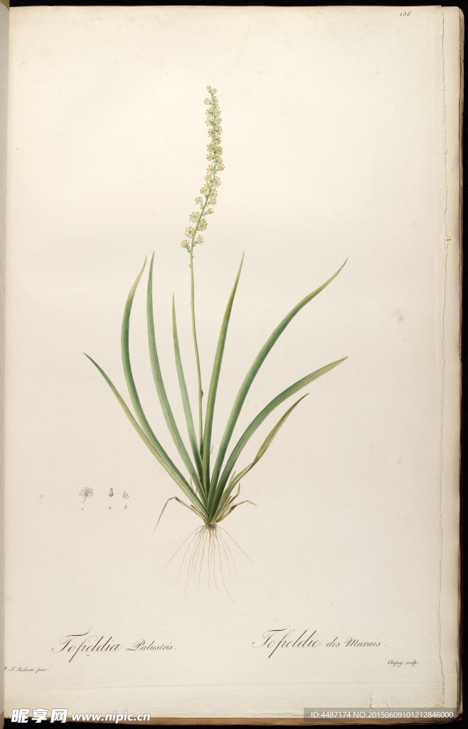 兰花 雷杜德手绘花卉插画