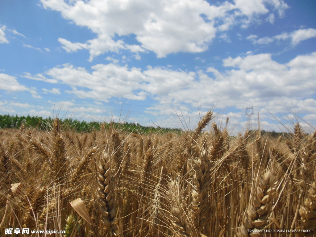 高清麦田