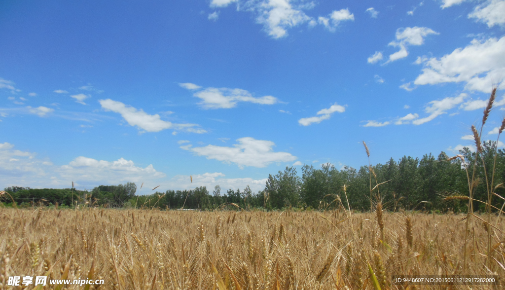 高清麦浪图
