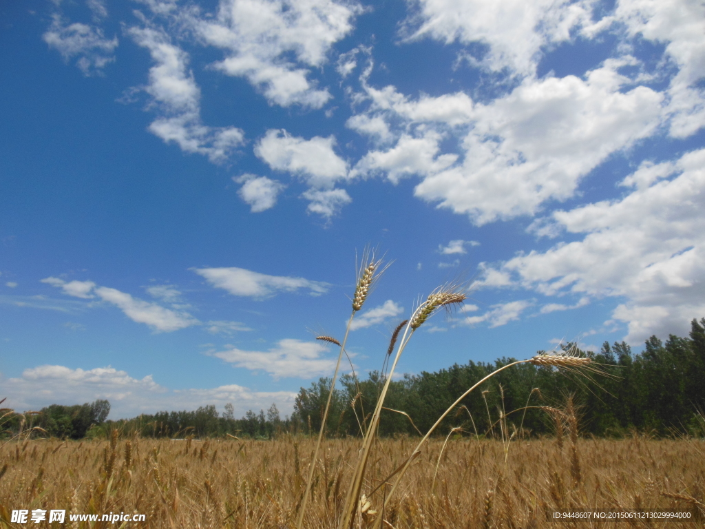 高清麦浪图
