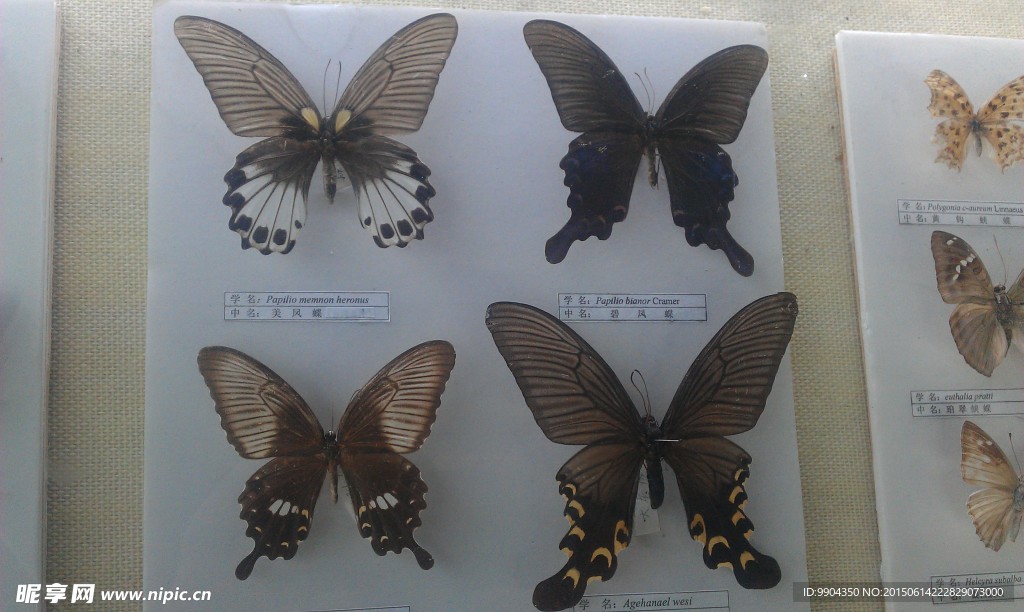 蝴蝶 造型 图案