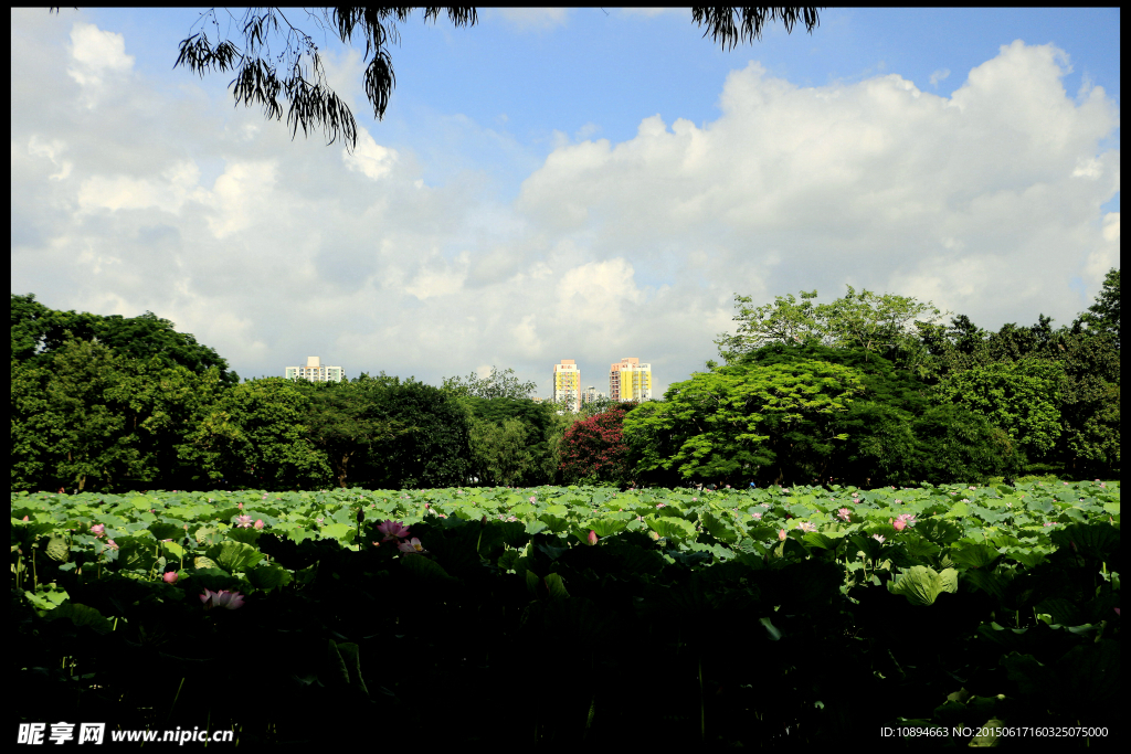 洪湖公园荷花池