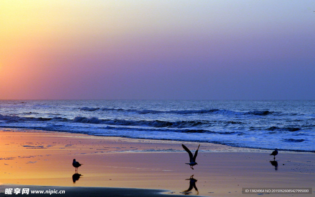 沙滩的鸟高清图