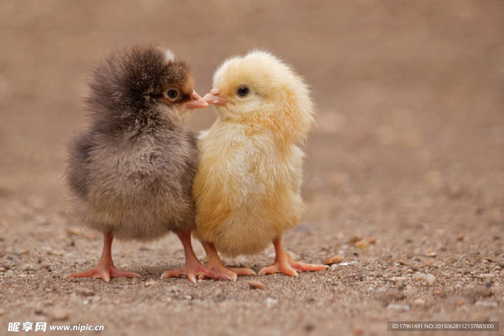 可爱小鸡