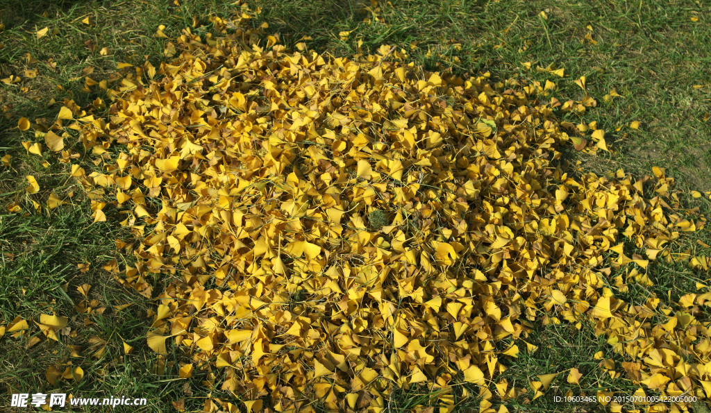 银杏落叶金黄满地