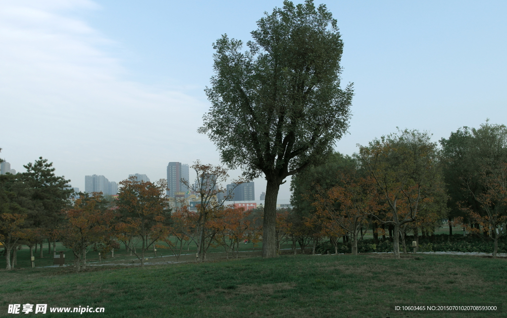 大明宫 园林景观