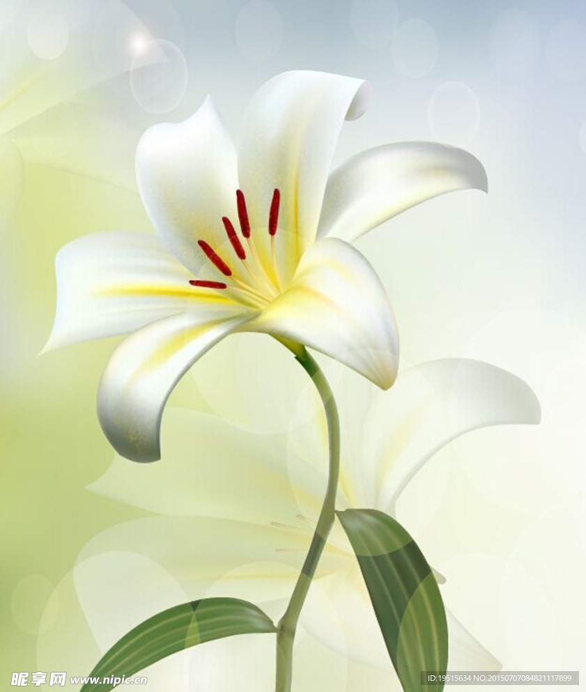 复古百合花白百合花背景图