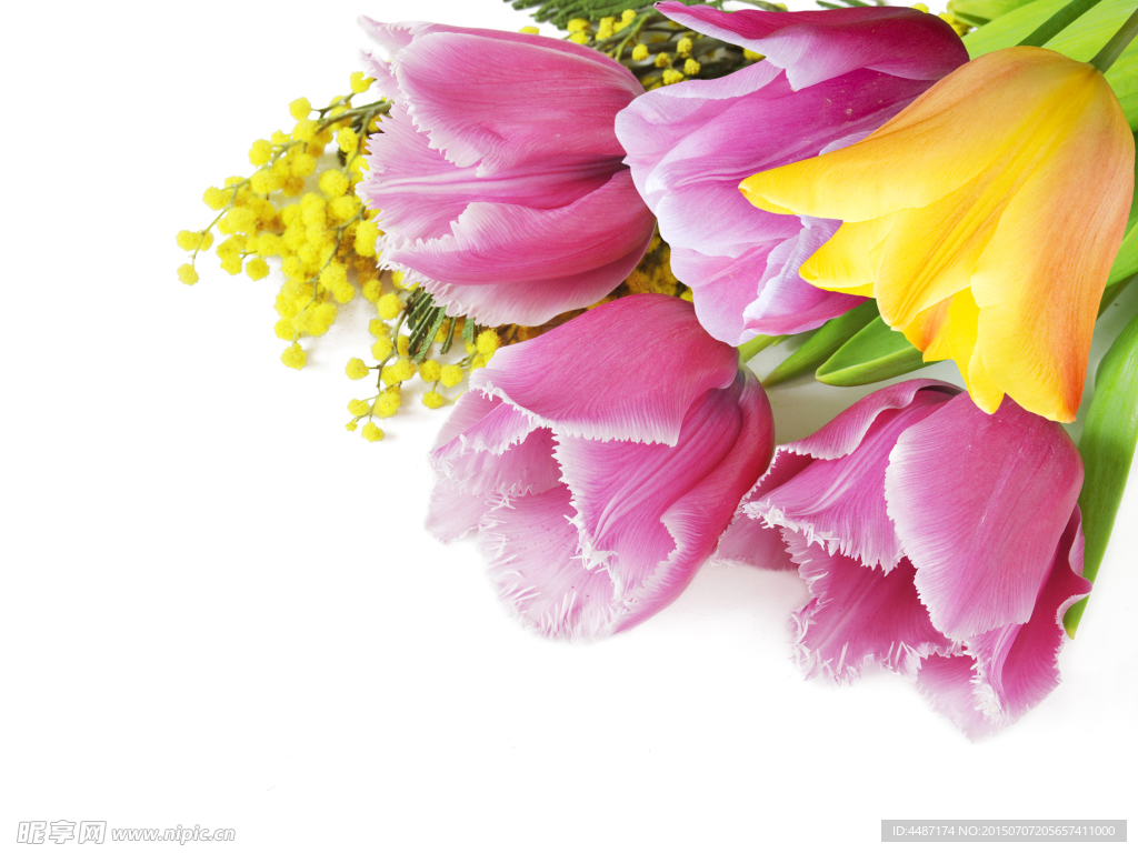 一束粉色黄色郁金香