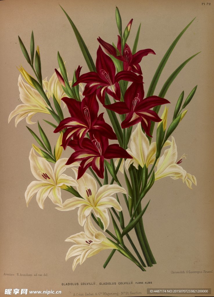 复古手绘一束百合花