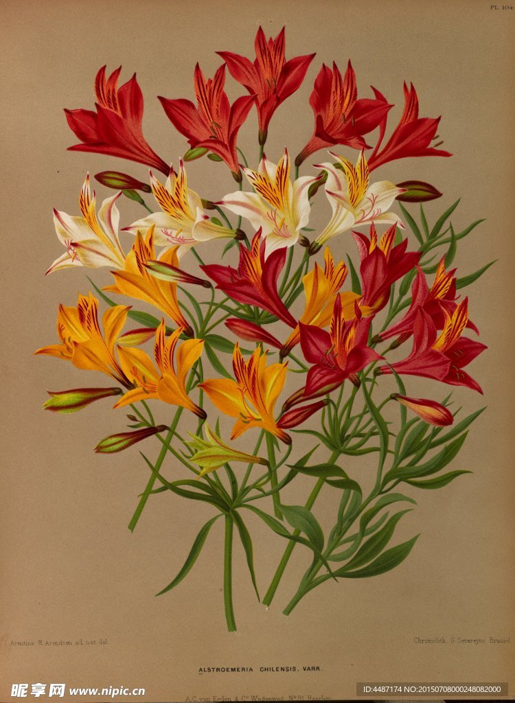 复古手绘一束百合花