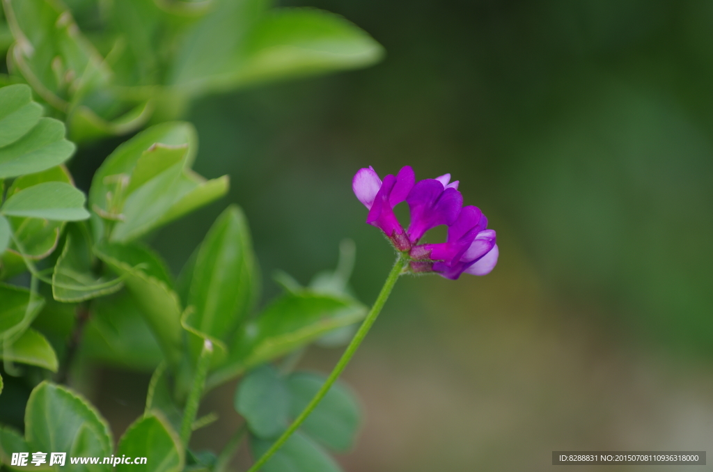 紫色的小花