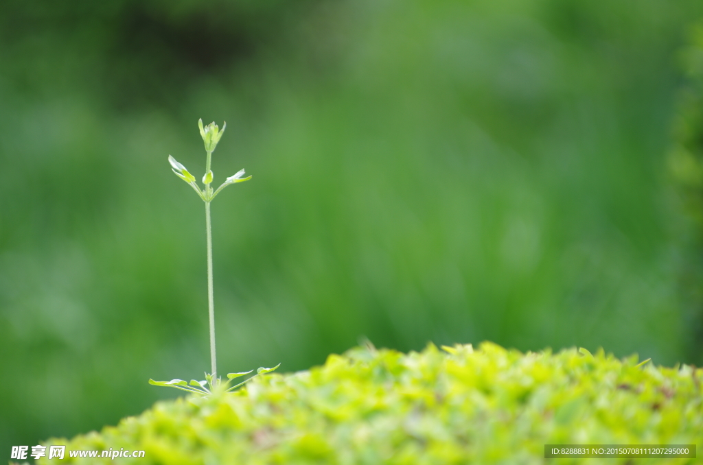 绿色小草