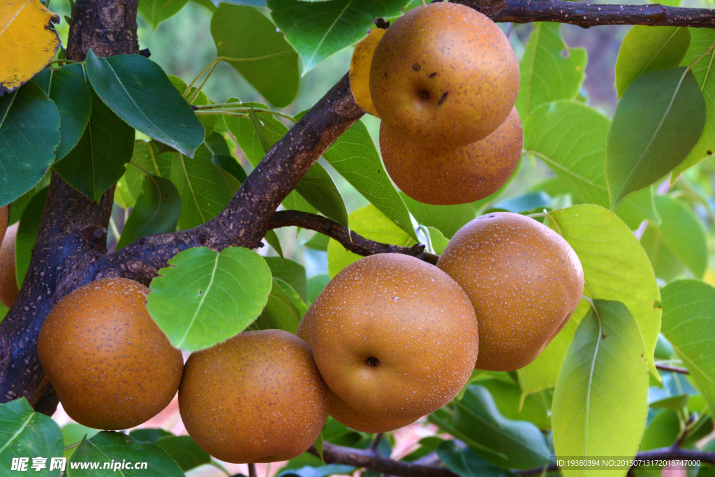 夏季的梨